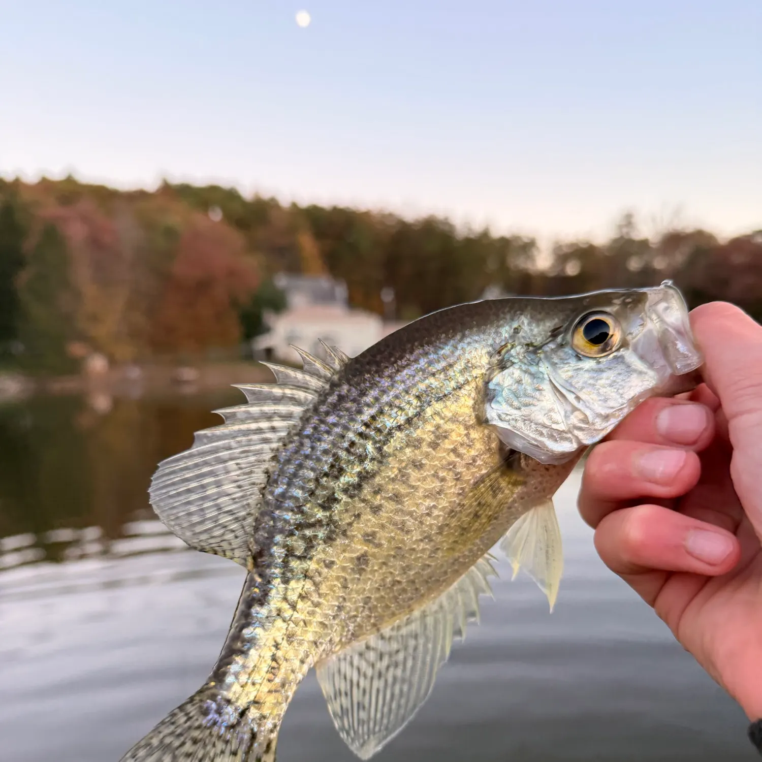 White crappie caught on Fishbrain