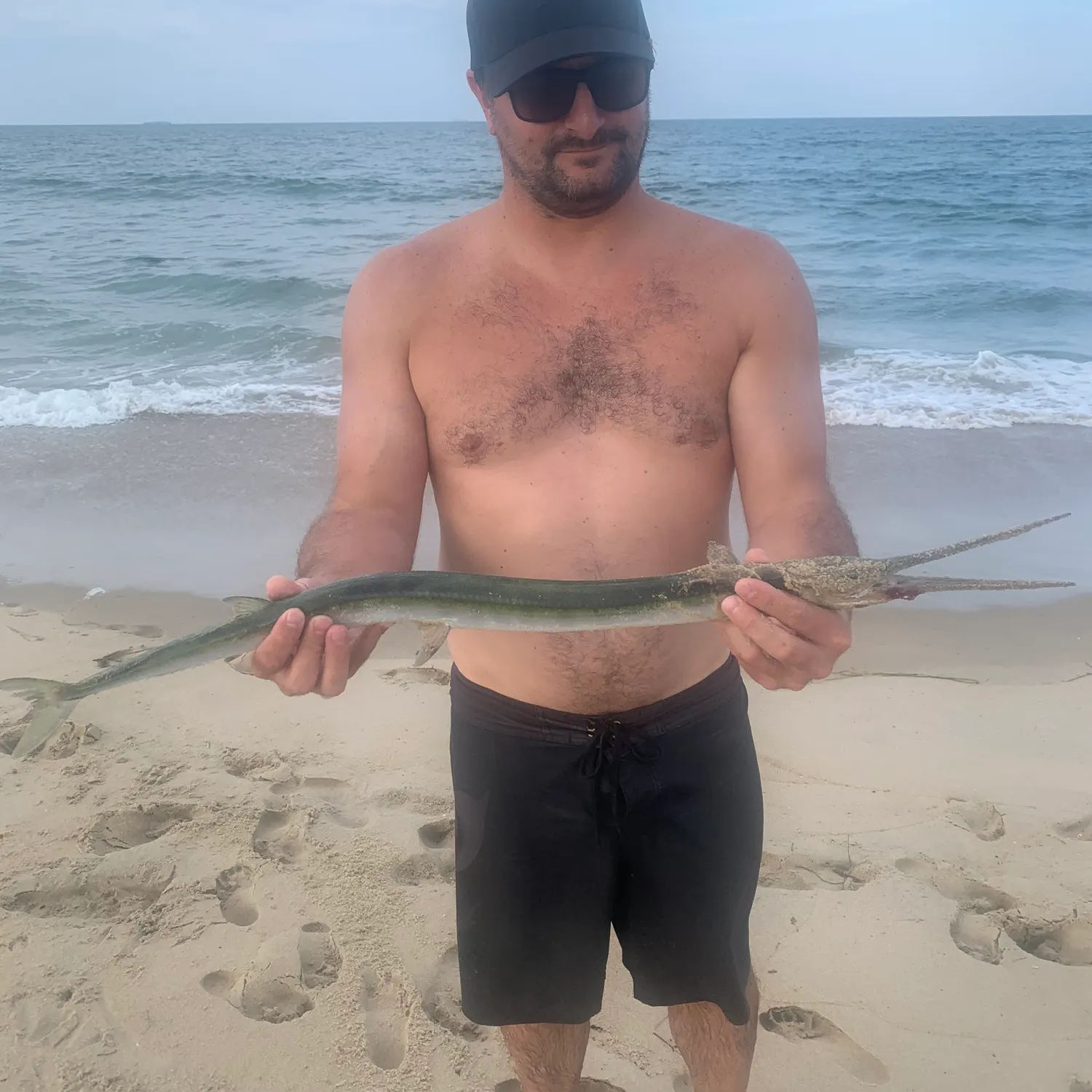 The most recent Atlantic needlefish catches on Fishbrain