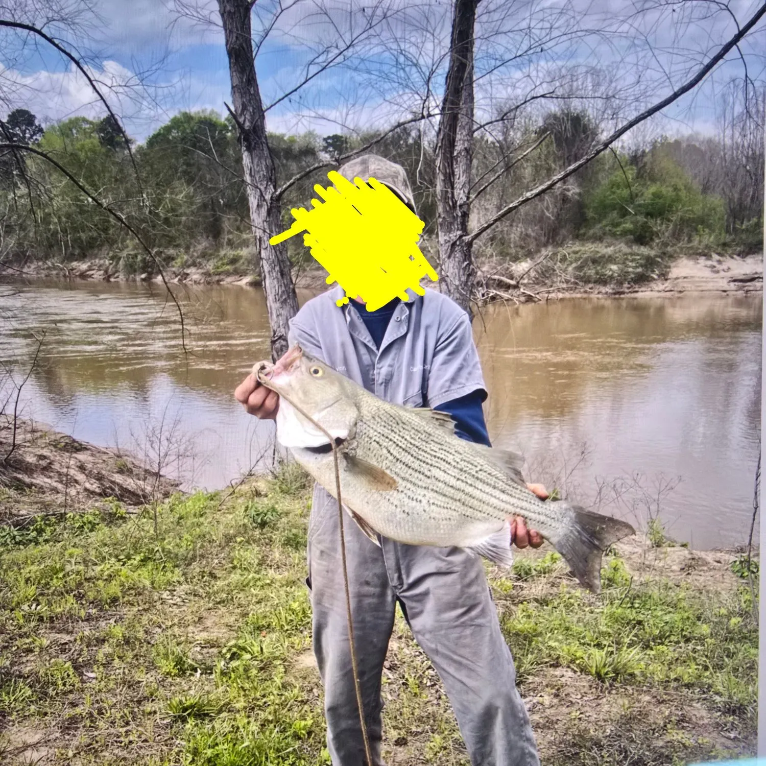 The most recent Striped bass catches on Fishbrain