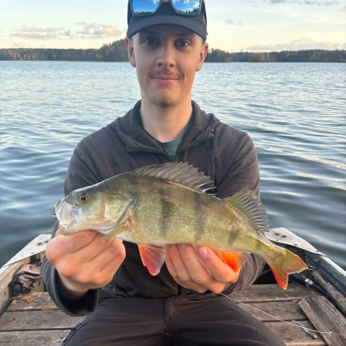 European perch caught on Fishbrain