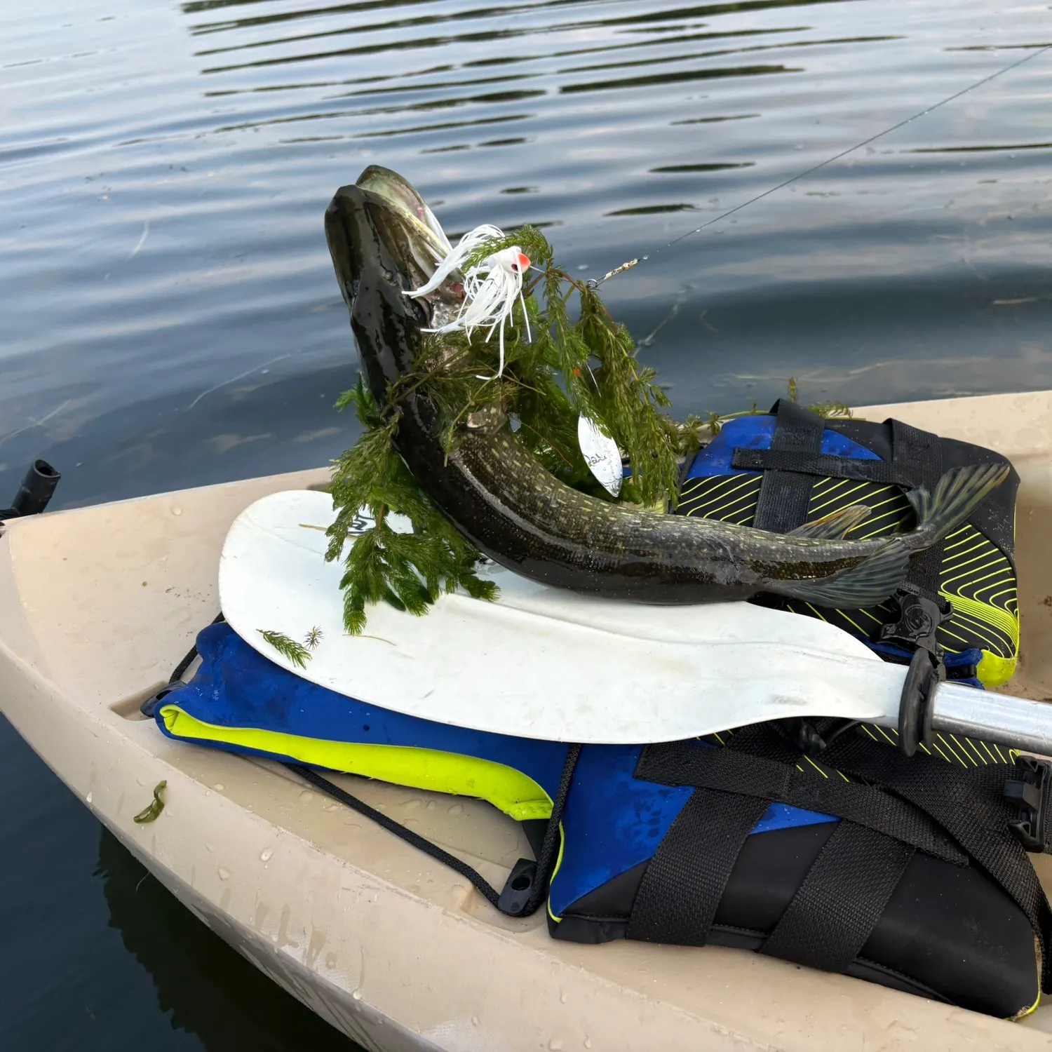 Northern pike caught on Fishbrain
