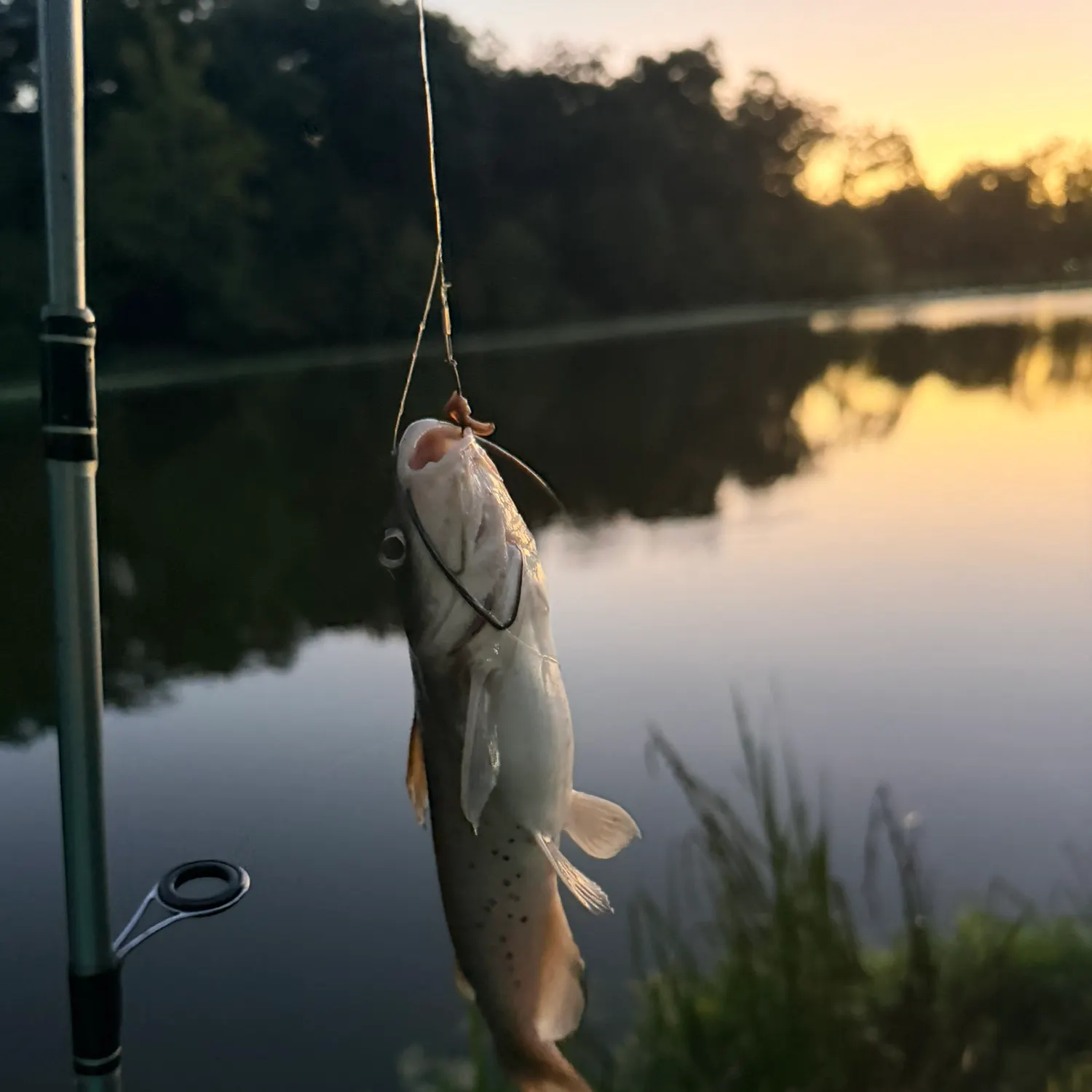 Channel catfish caught on Fishbrain