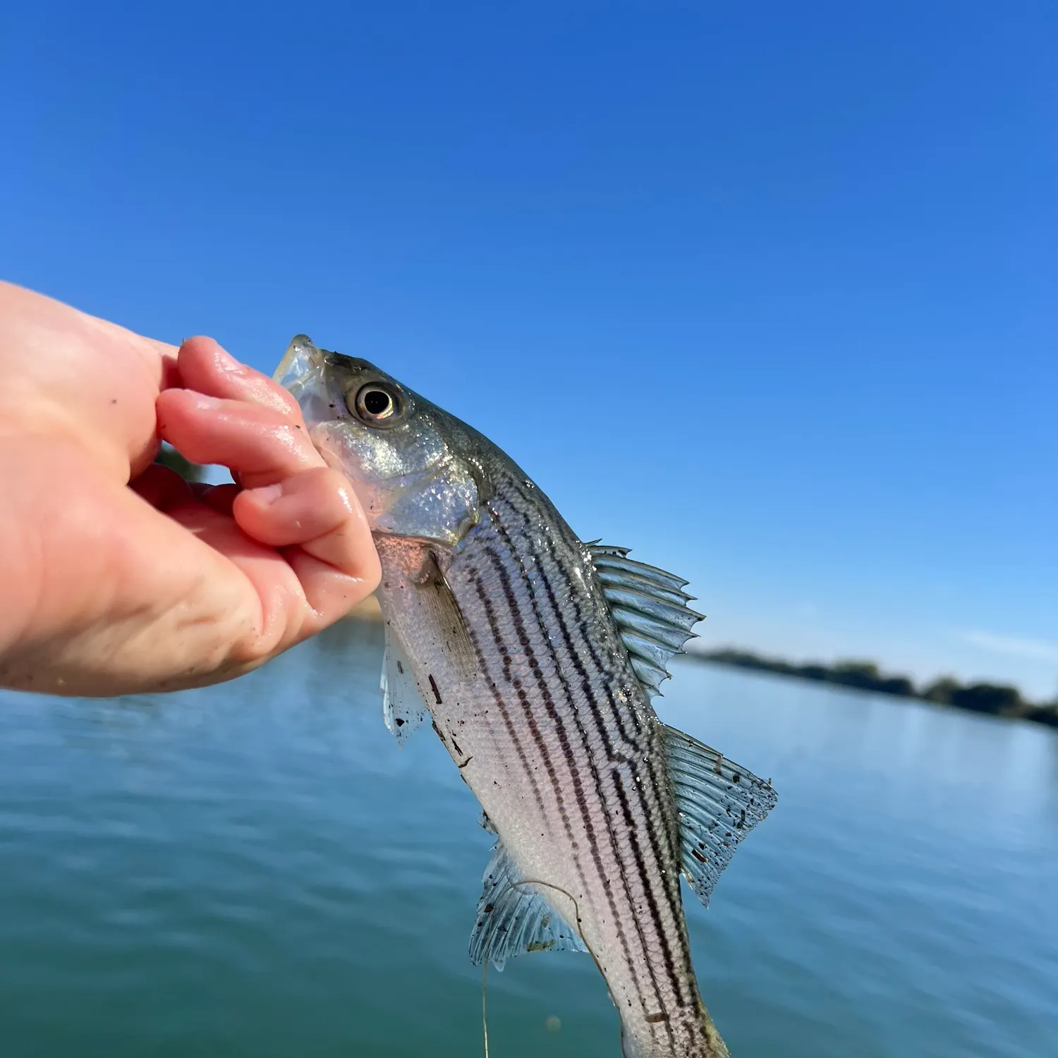 Striped bass caught on Fishbrain