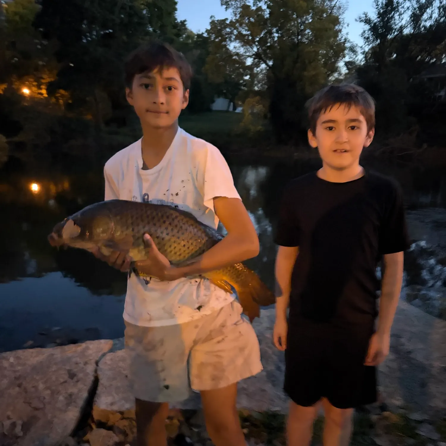 Common carp caught on Fishbrain