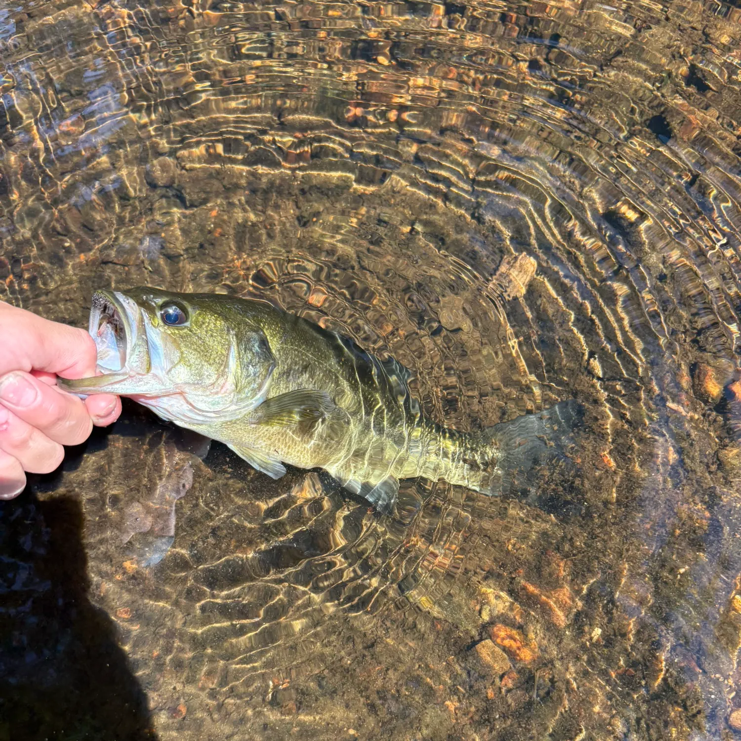 Largemouth bass caught on Fishbrain