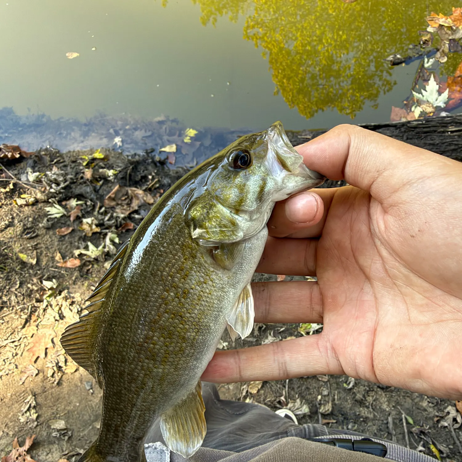 Smallmouth bass caught on Fishbrain