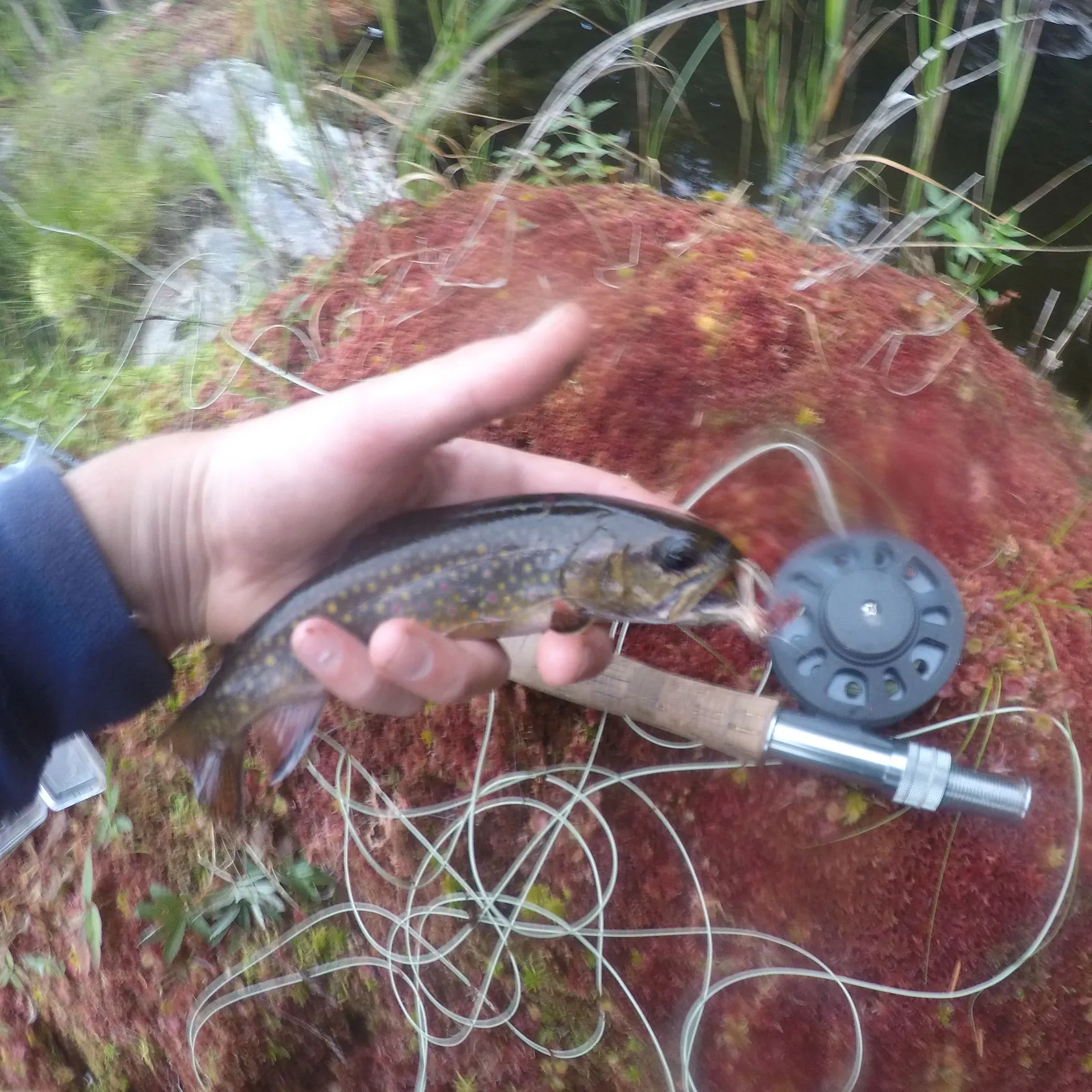 Brook trout caught on Fishbrain