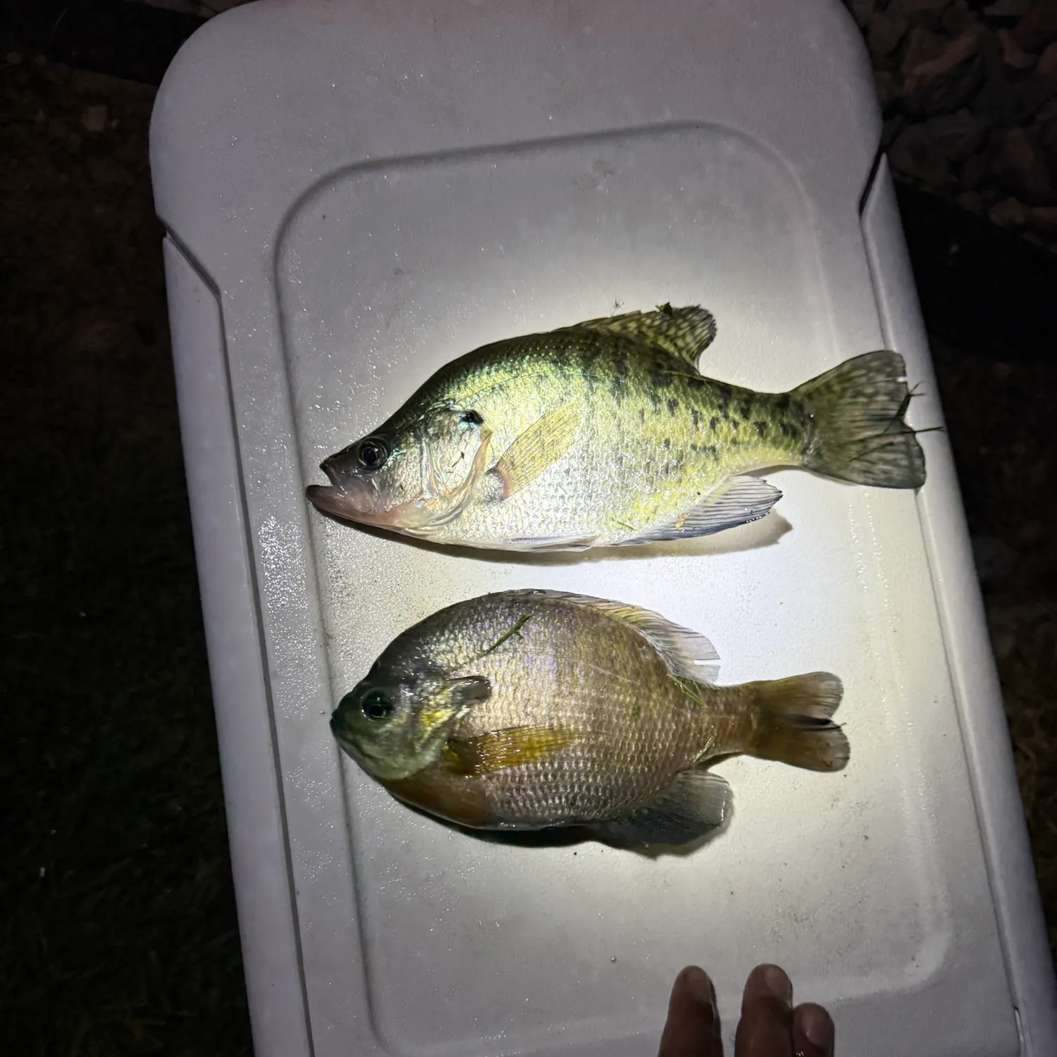 White crappie caught on Fishbrain