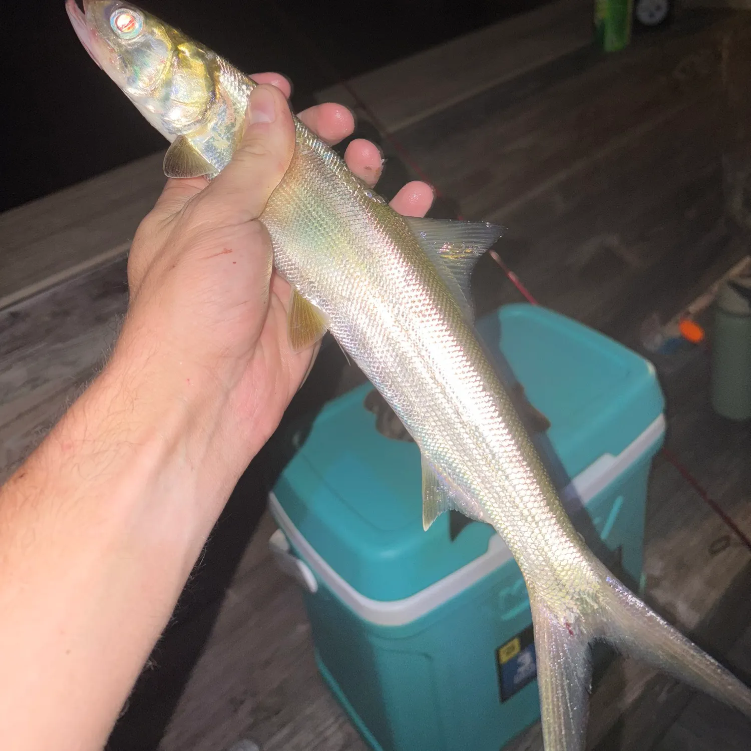 Ladyfish caught on Fishbrain