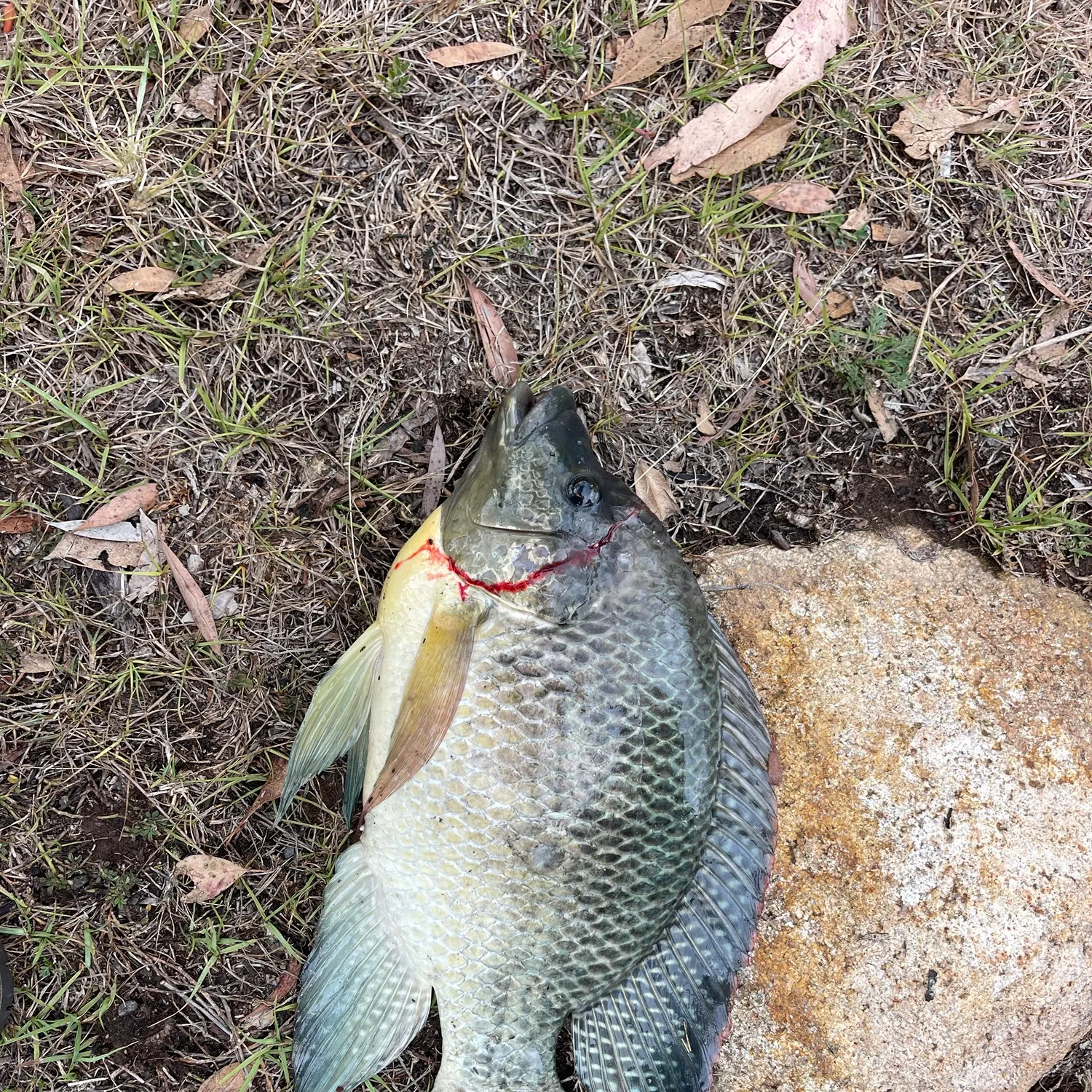 Blue tilapia caught on Fishbrain