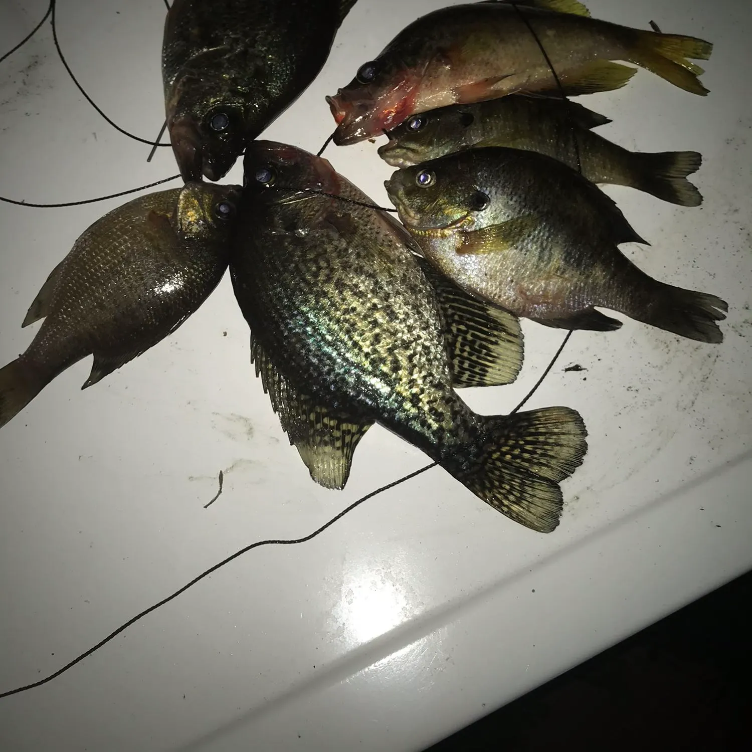 recently logged catches