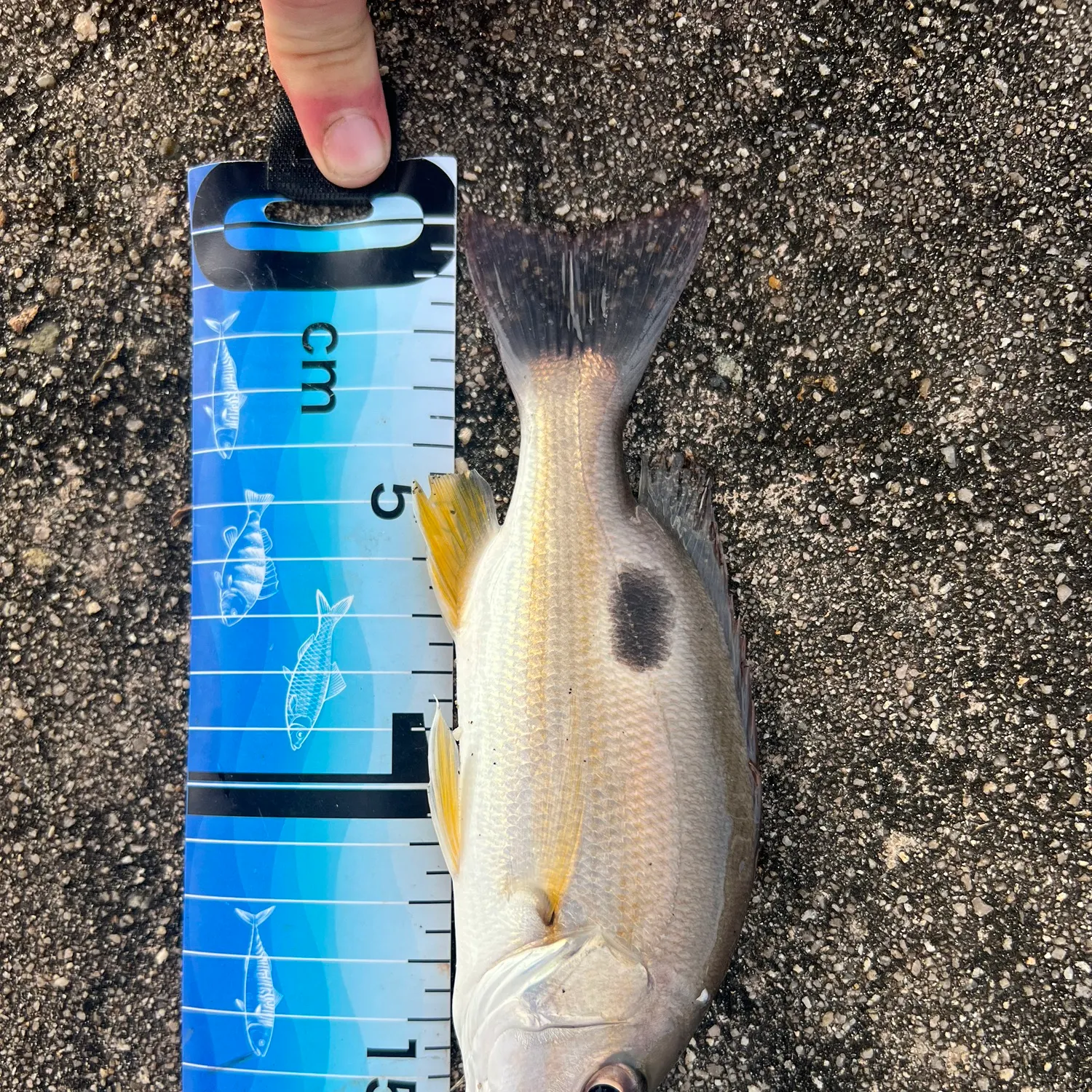 The most recent Moses perch catches on Fishbrain