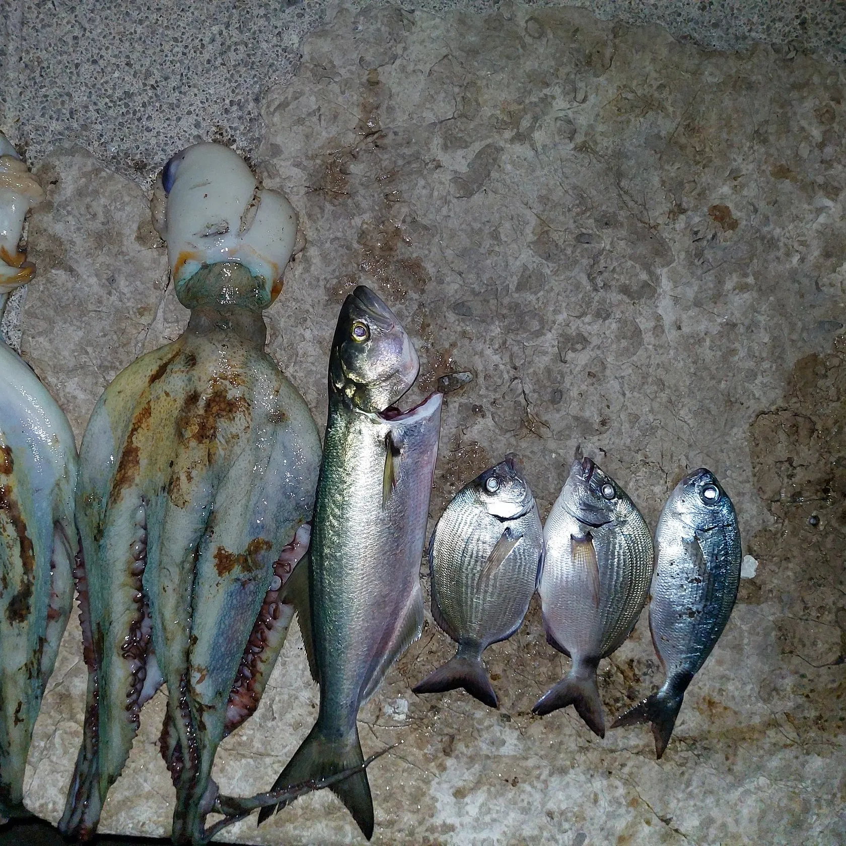 Common octopus caught on Fishbrain
