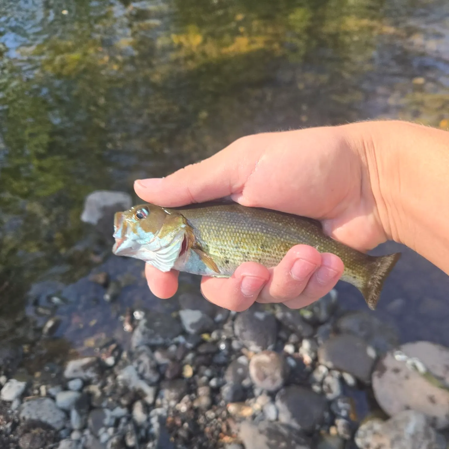 The most recent Redeye bass catches on Fishbrain