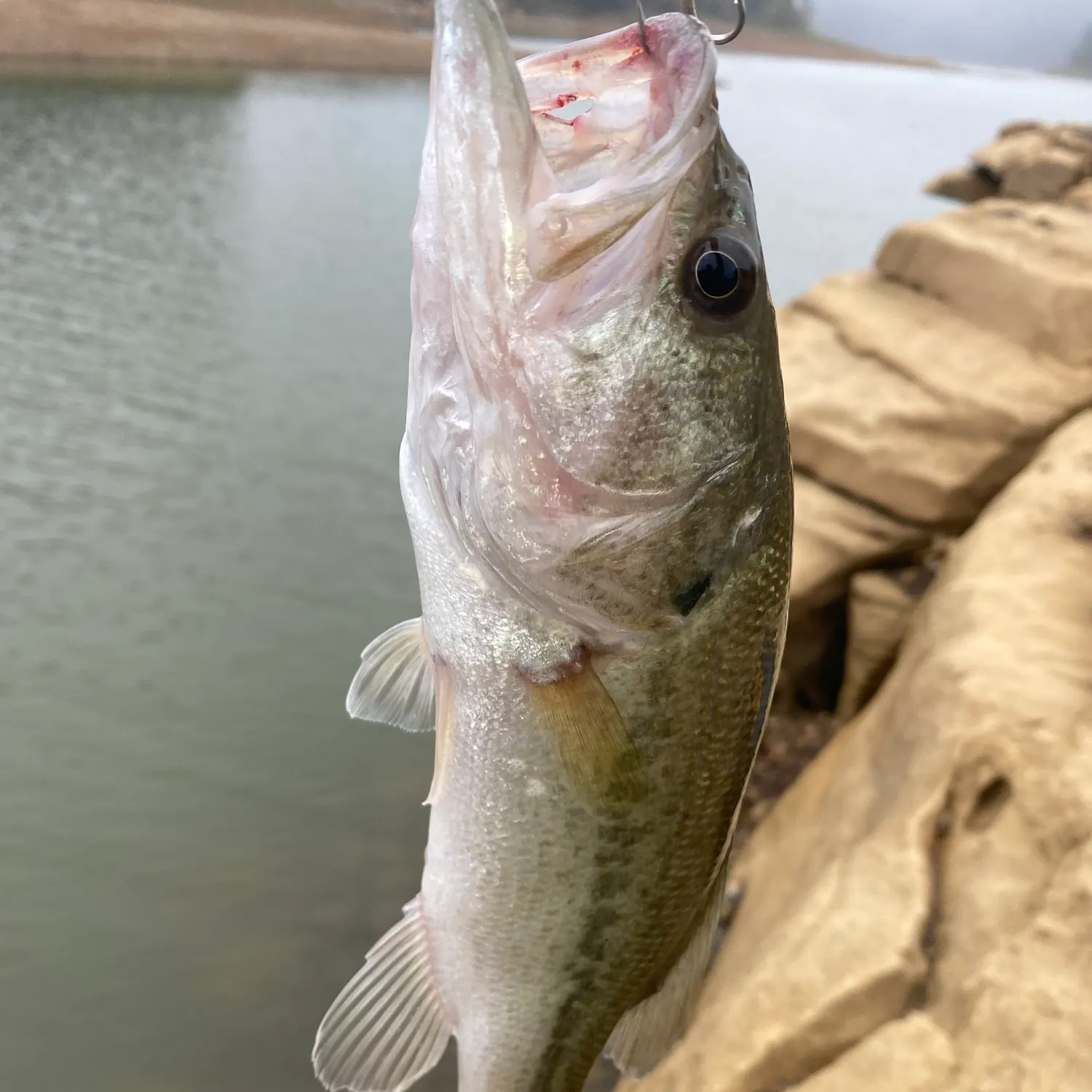 Largemouth bass caught on Fishbrain