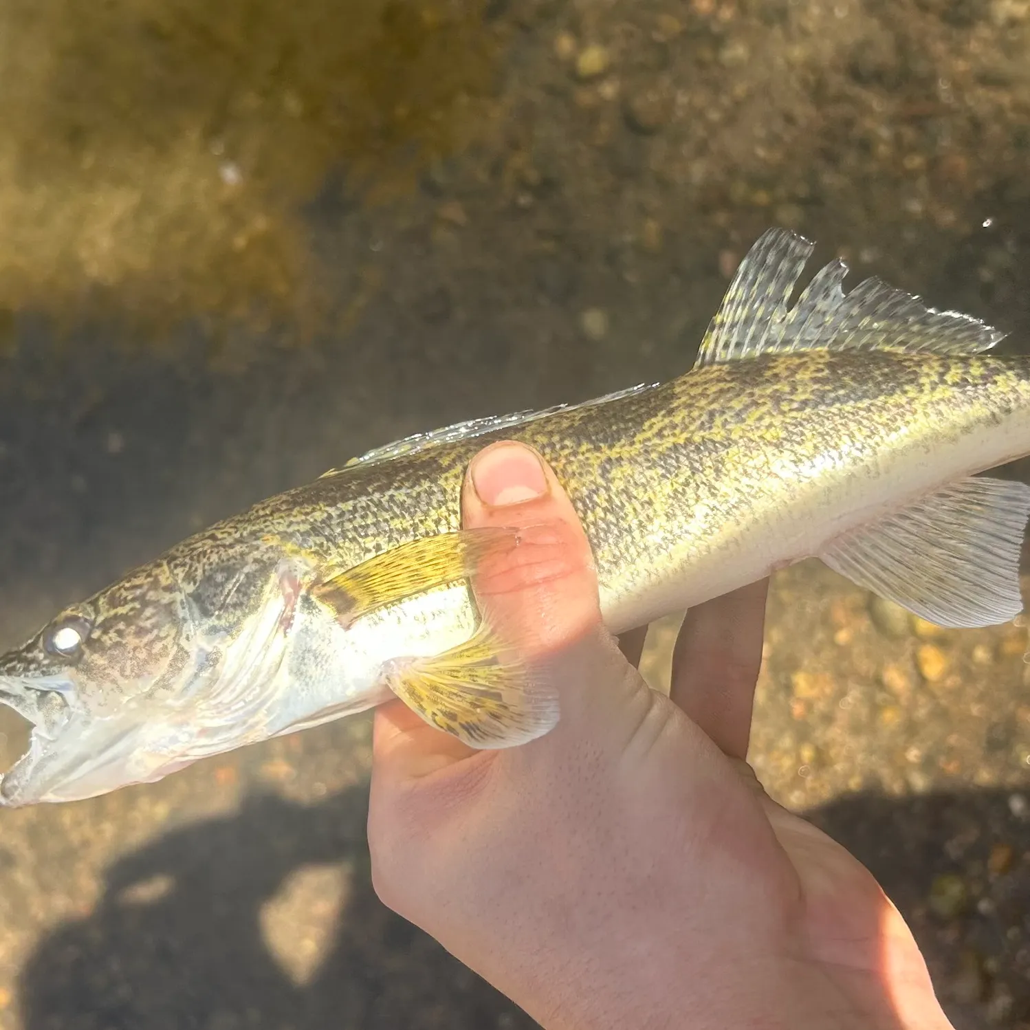 Saugeye caught on Fishbrain