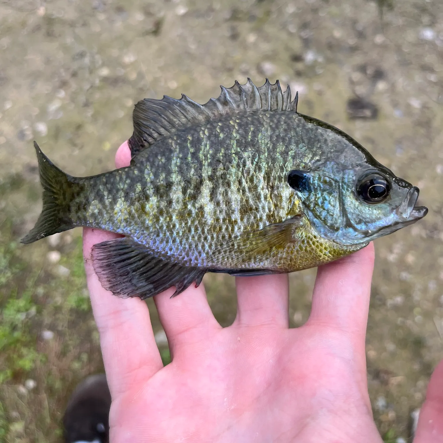 Greengill hybrid caught on Fishbrain