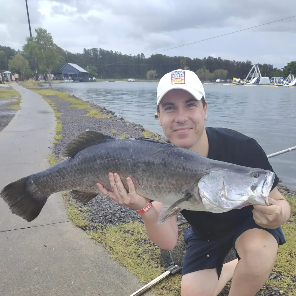 The most recent Barramundi catches on Fishbrain