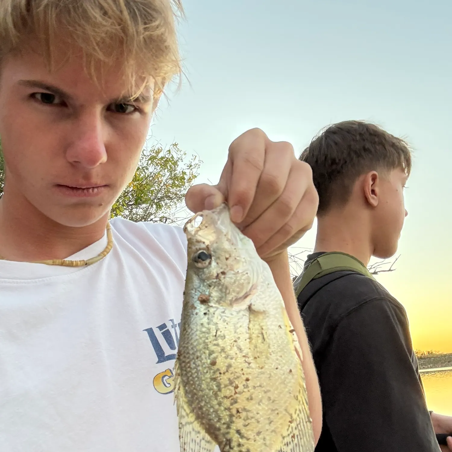 White crappie caught on Fishbrain