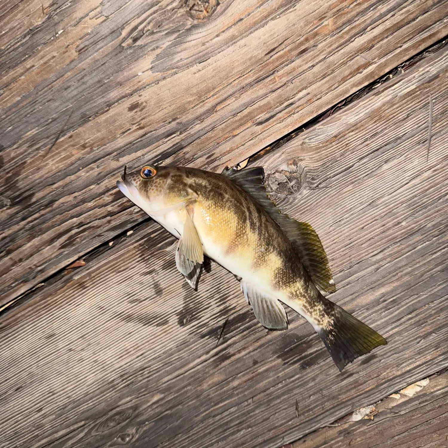 Barred sand bass caught on Fishbrain