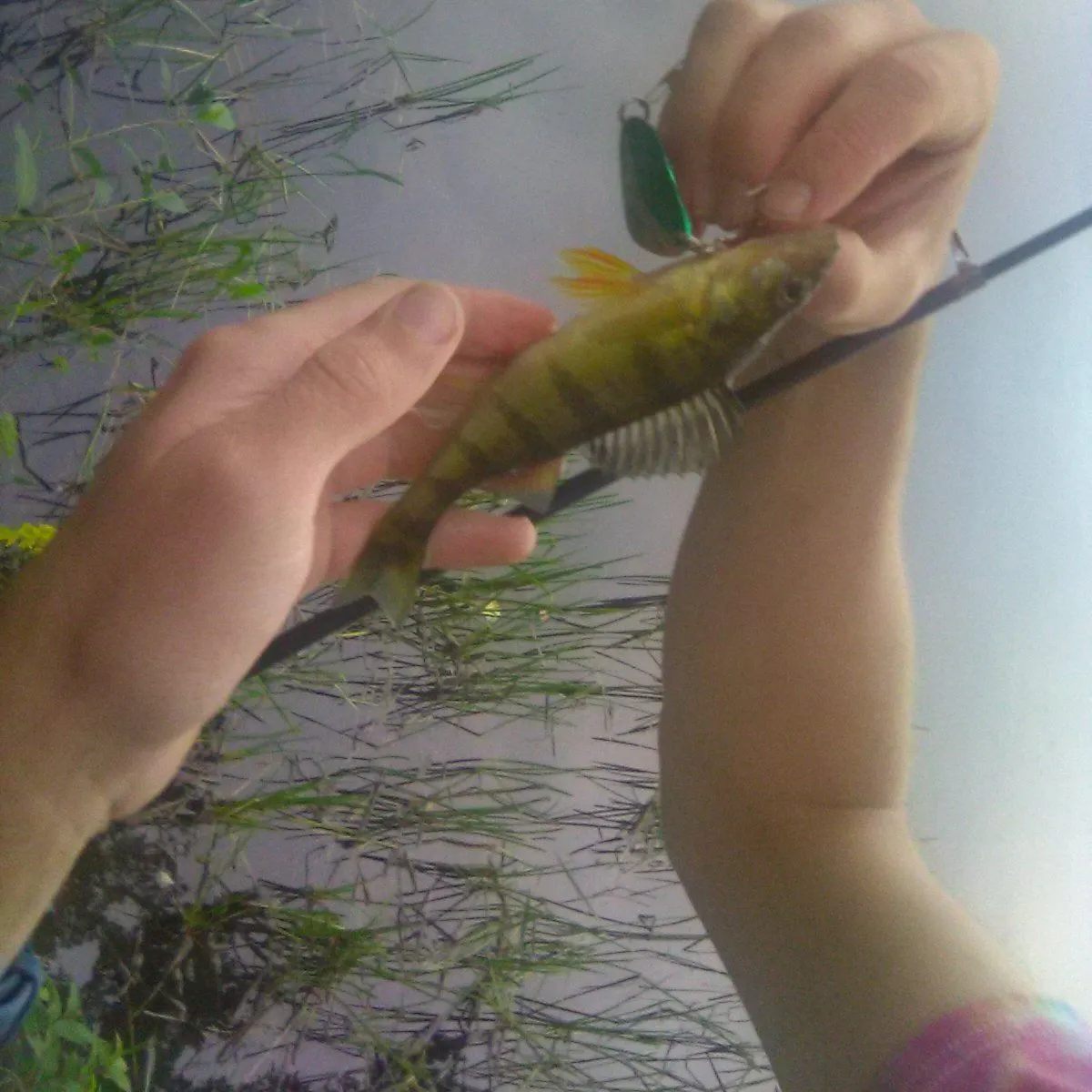 Yellow perch caught on Fishbrain
