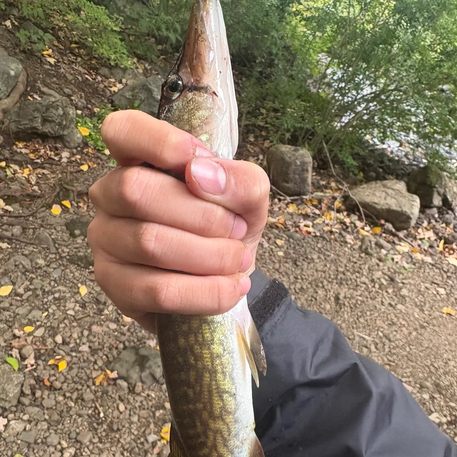 Chain pickerel caught on Fishbrain