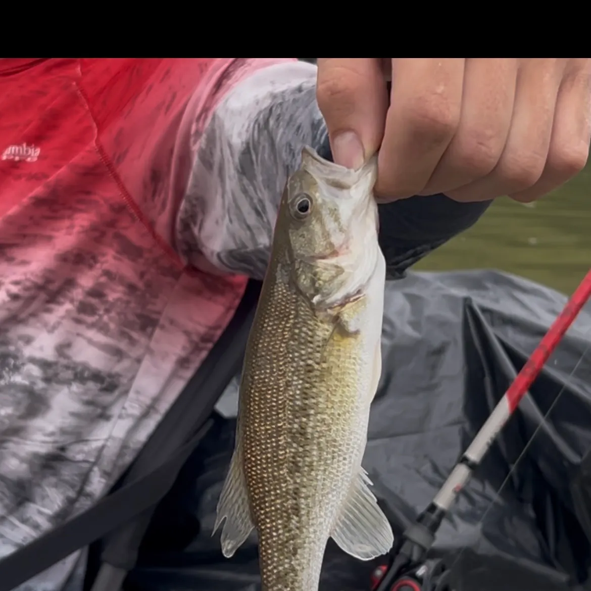 The most recent Guadalupe bass catches on Fishbrain