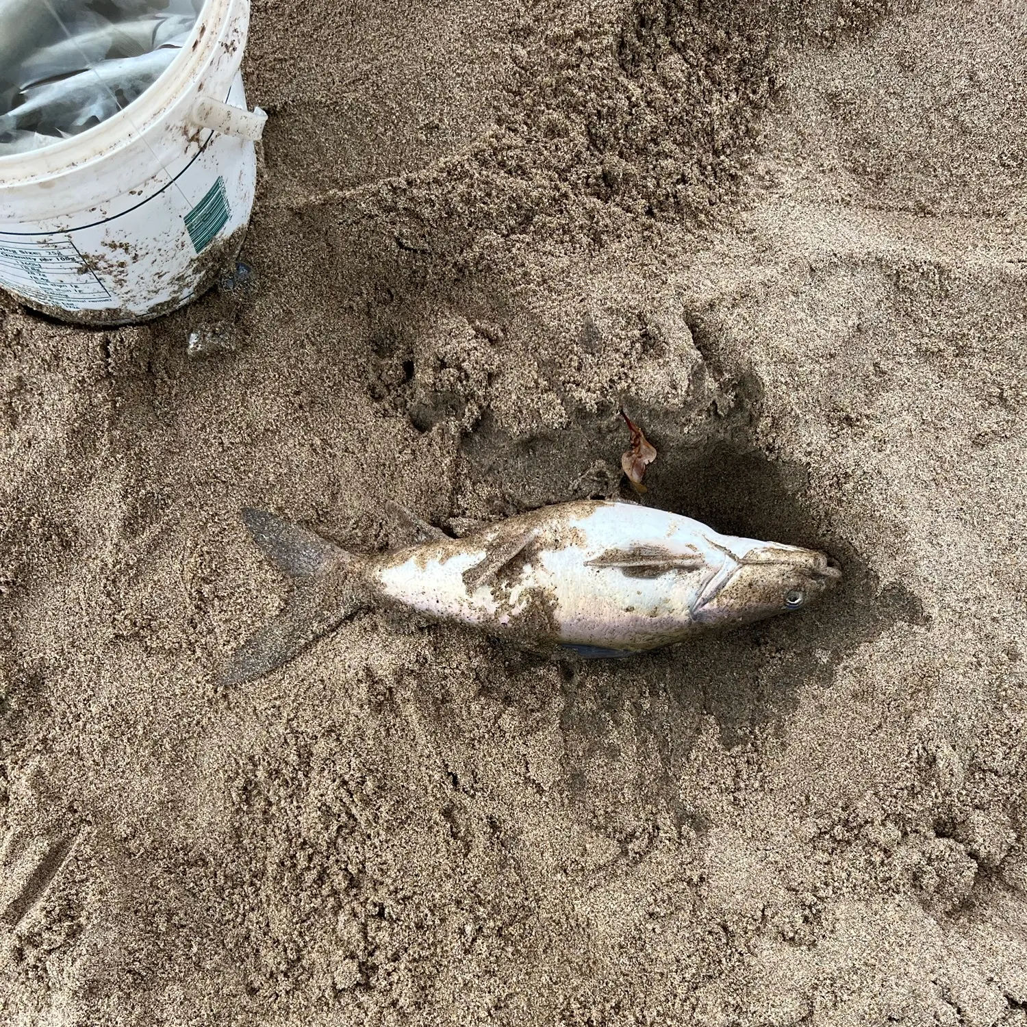 The most recent Blue salmon catfish catches on Fishbrain