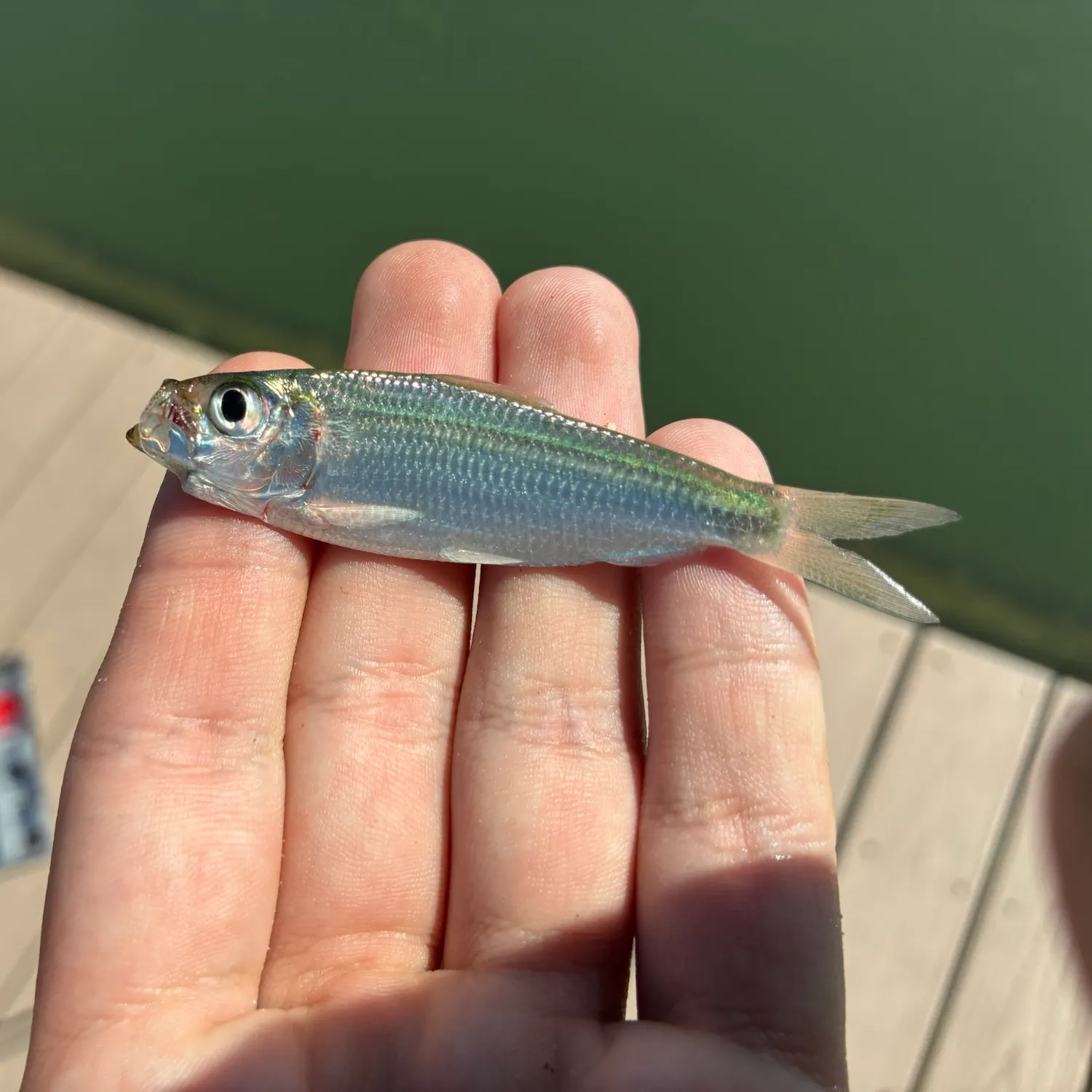 Scaled herring caught on Fishbrain