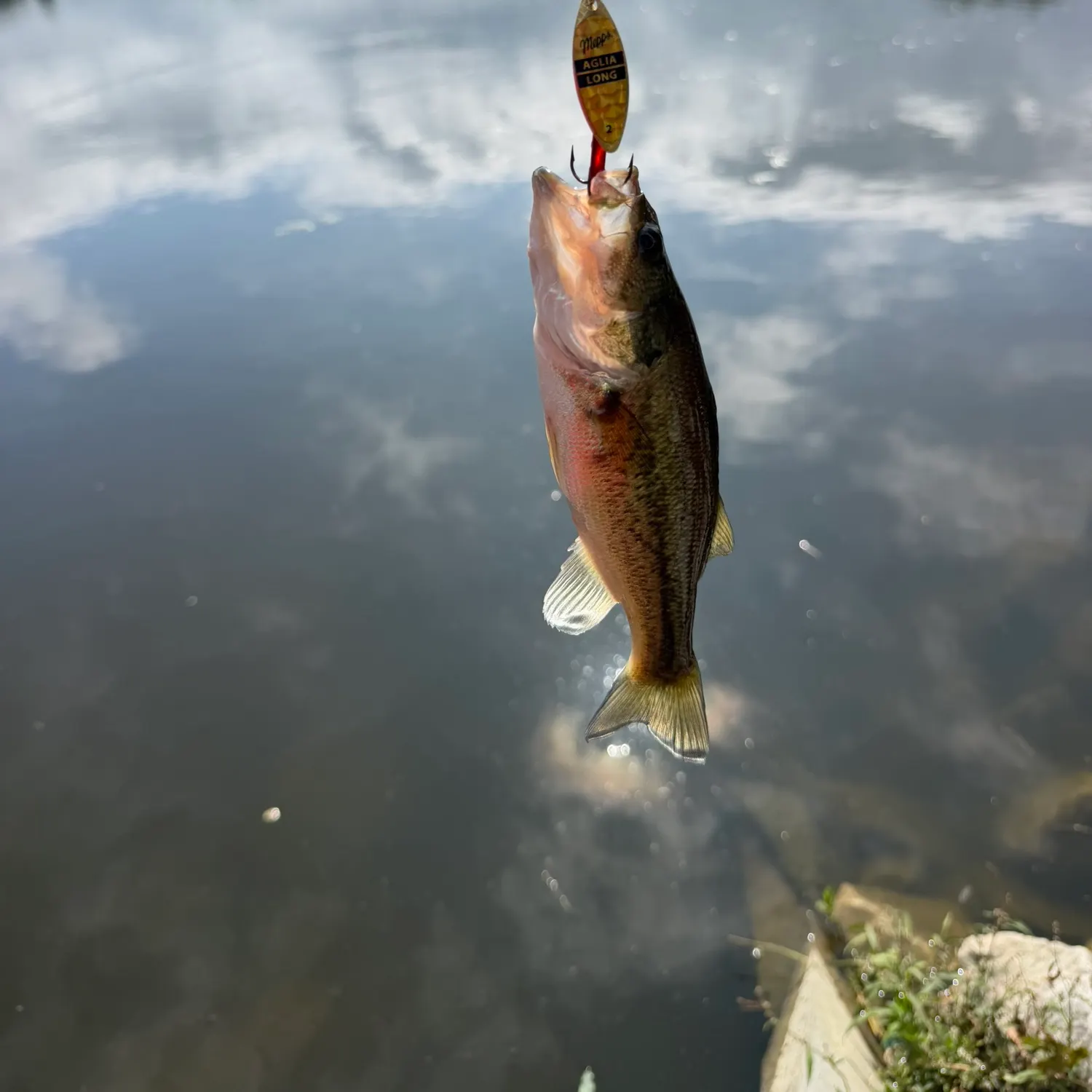 Largemouth bass caught on Fishbrain