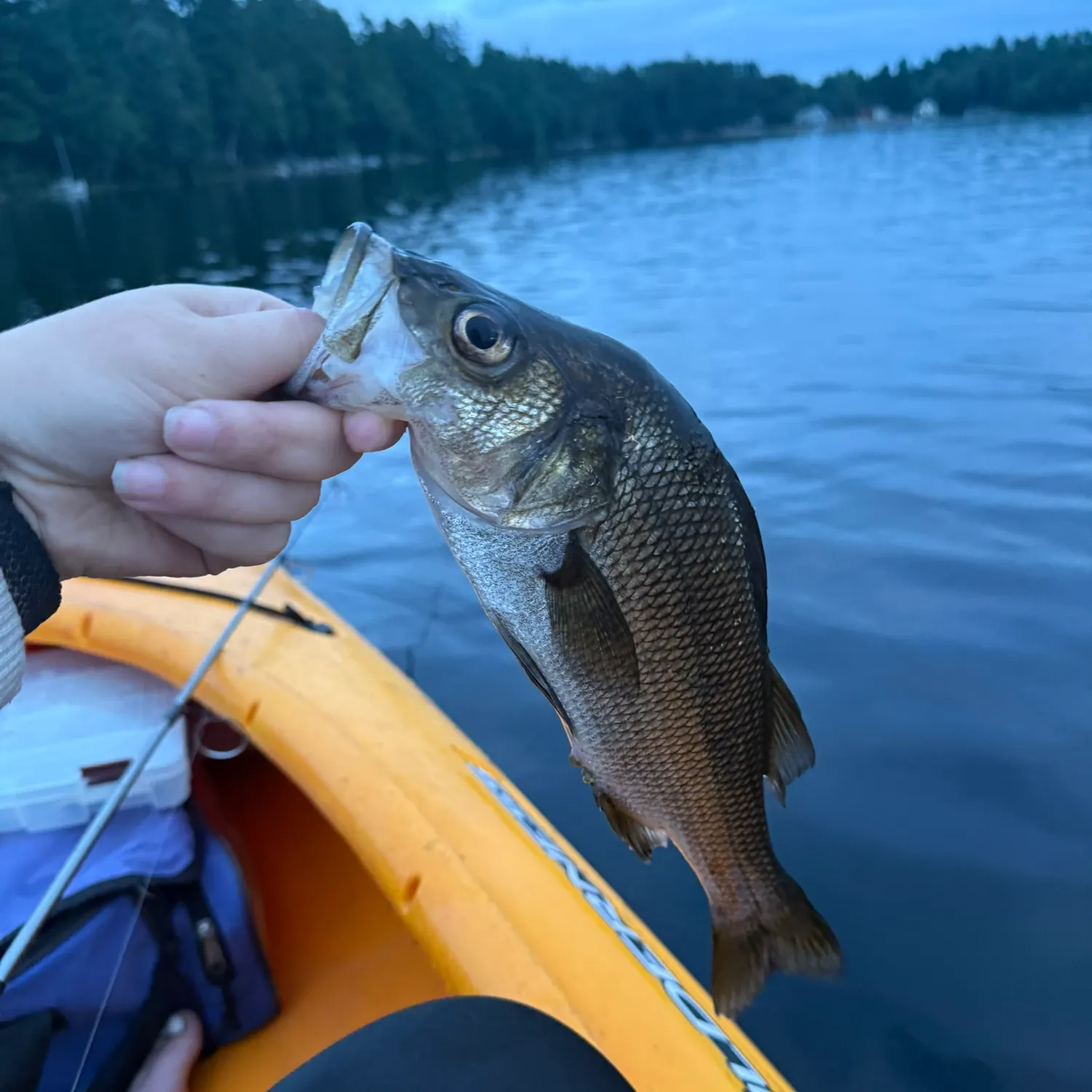 Smallmouth bass caught on Fishbrain