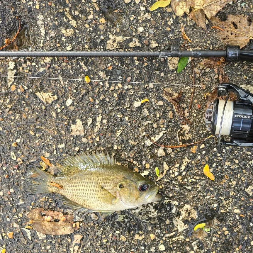 Rock bass caught on Fishbrain