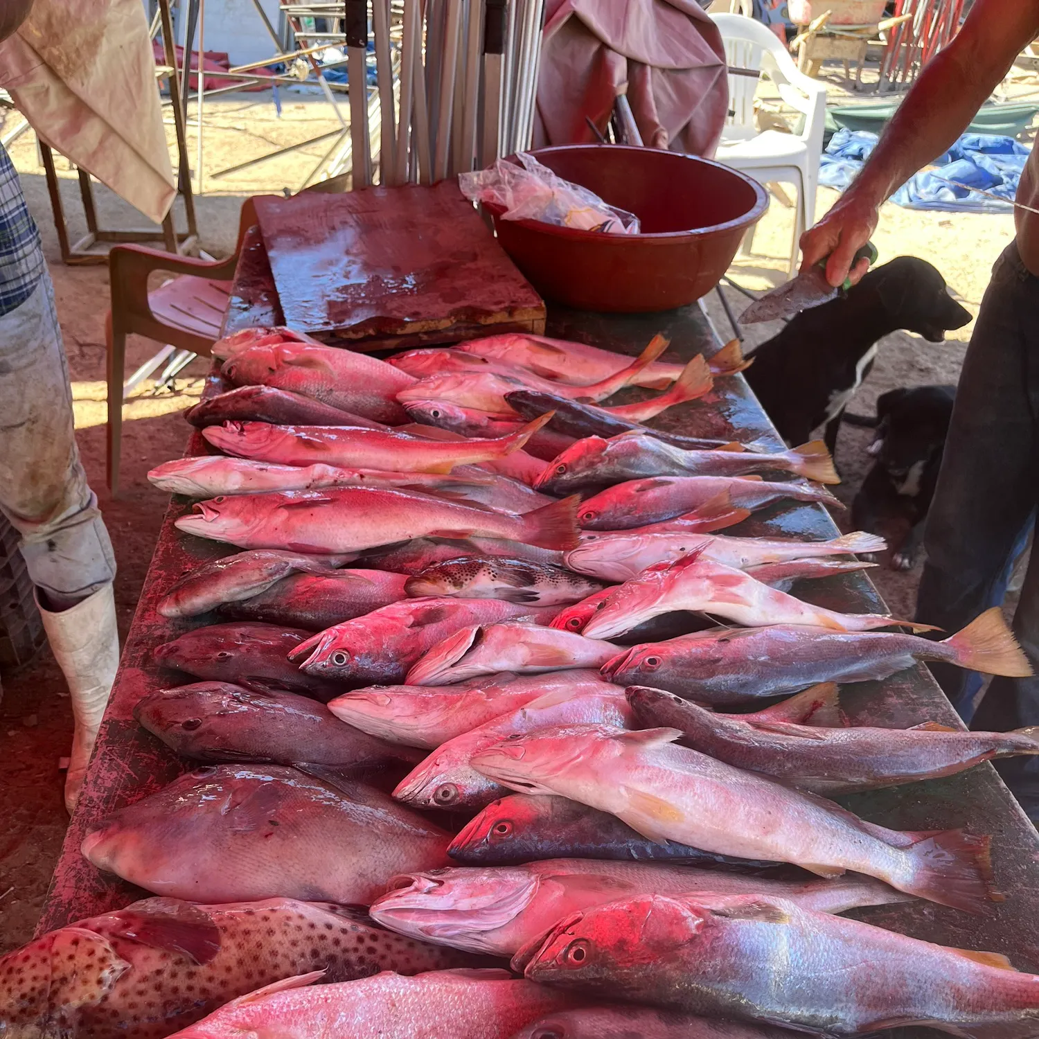 Fish caught on Fishbrain