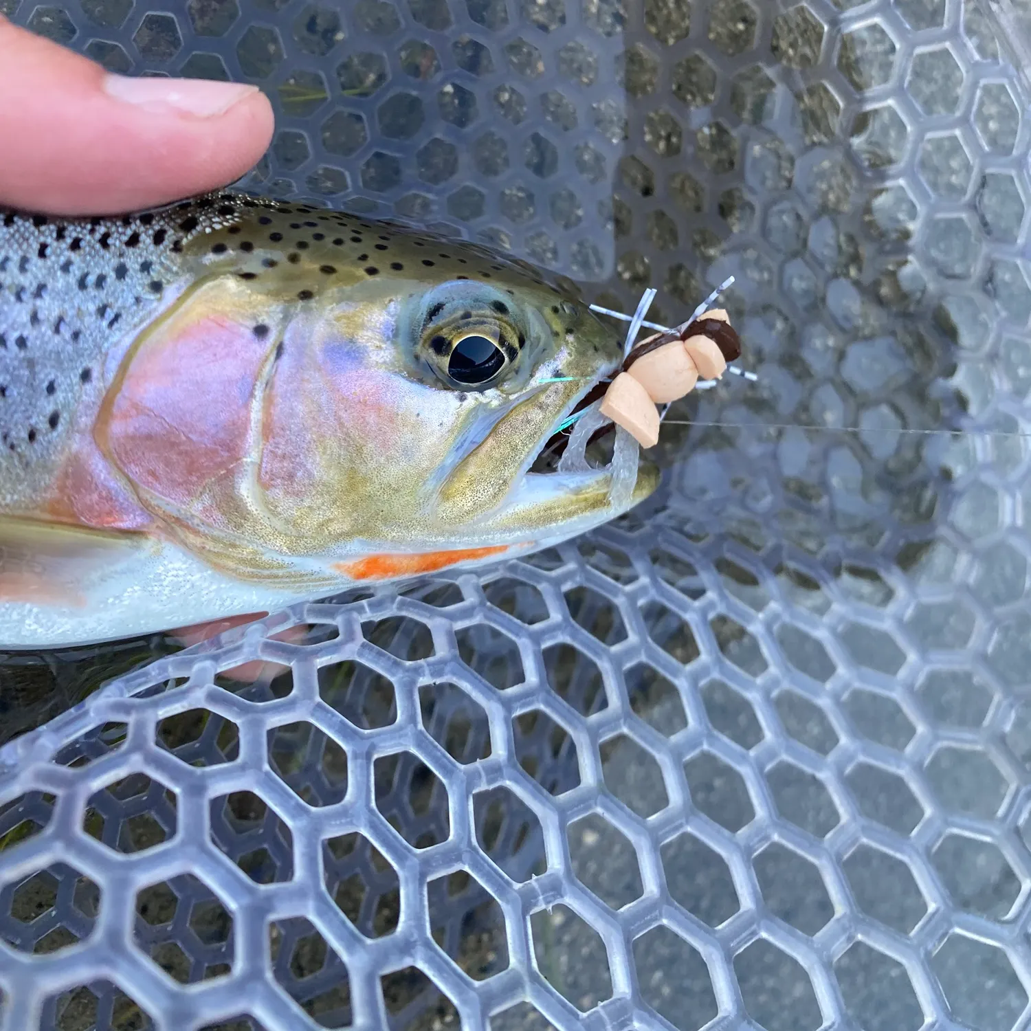 The most recent Cutbow catches on Fishbrain