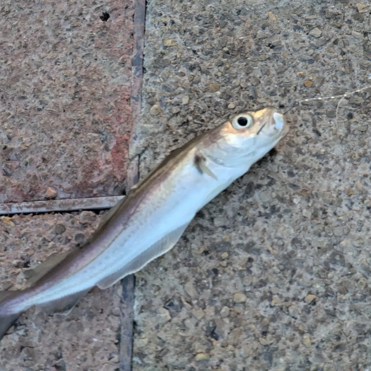 The most recent Haddock catches on Fishbrain