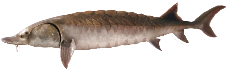 Gulf Sturgeon