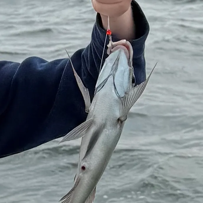 Scup caught on Fishbrain