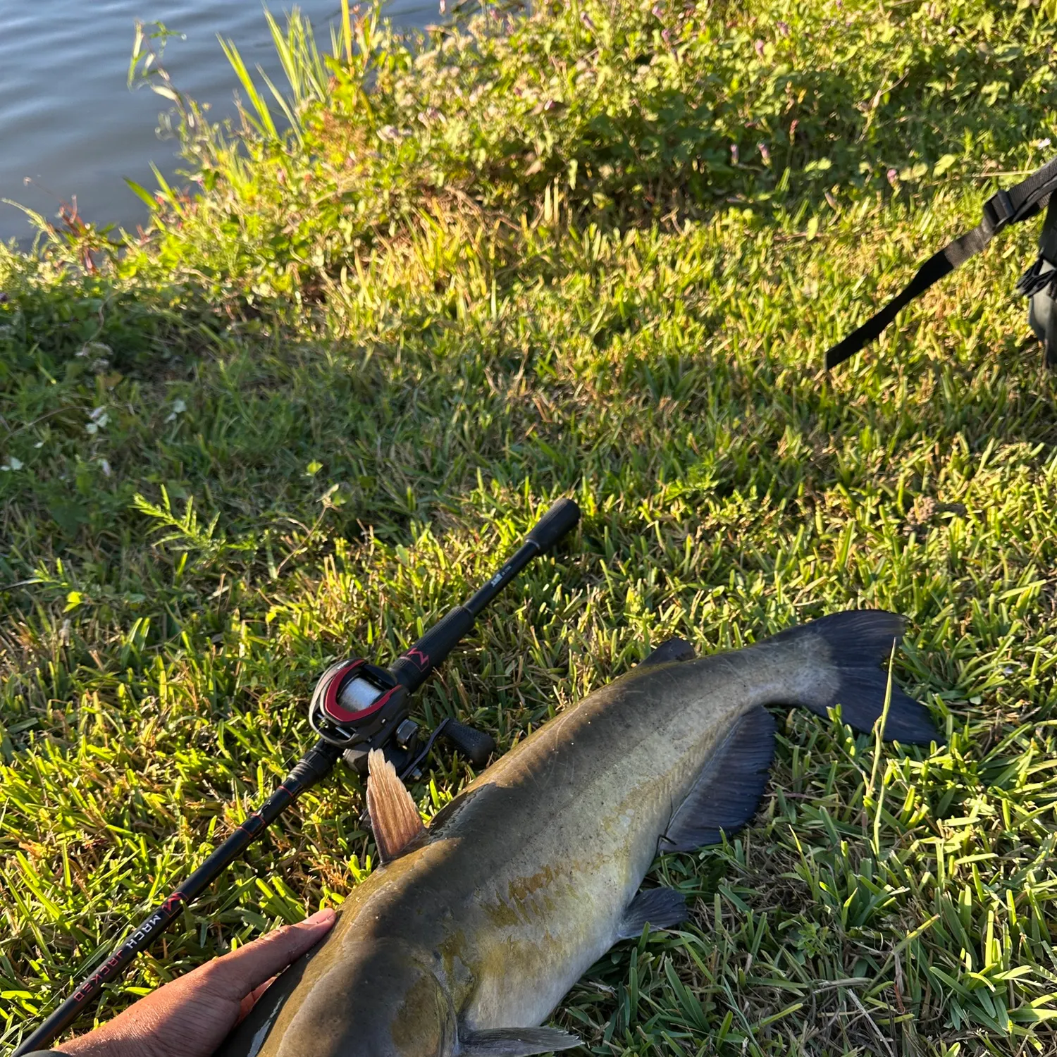 Channel catfish caught on Fishbrain