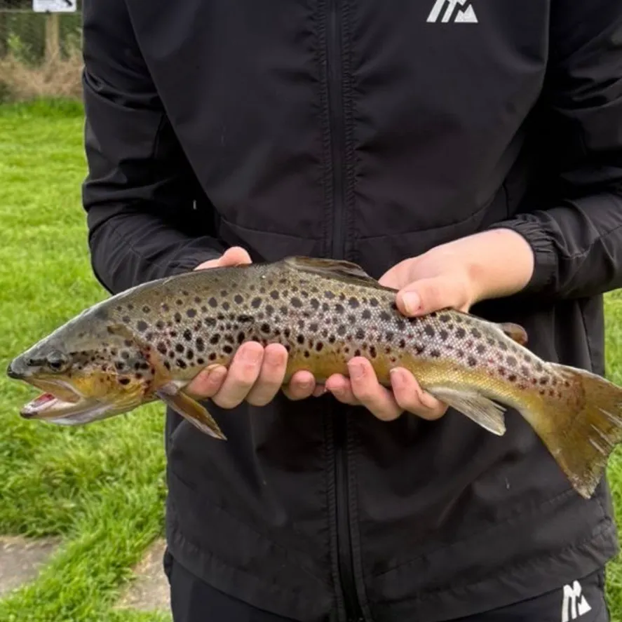Brown trout caught on Fishbrain