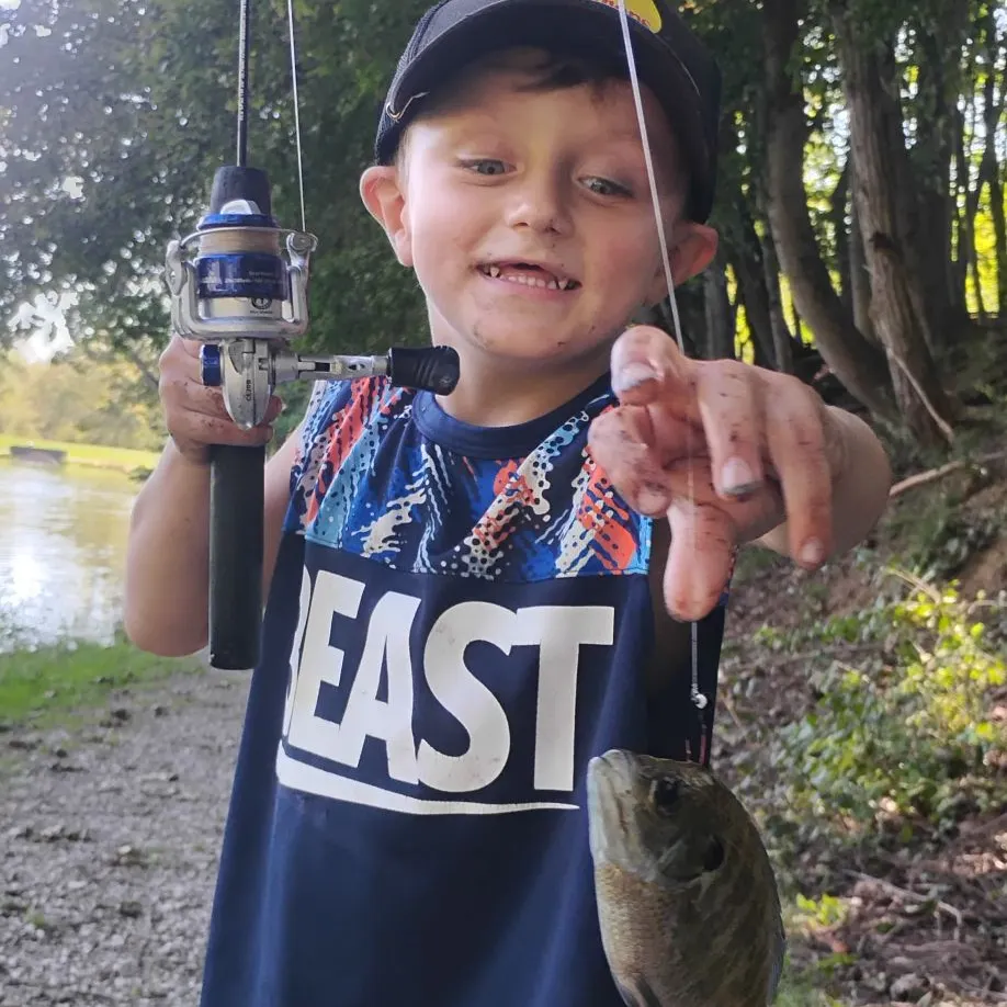 Bluegill caught on Fishbrain
