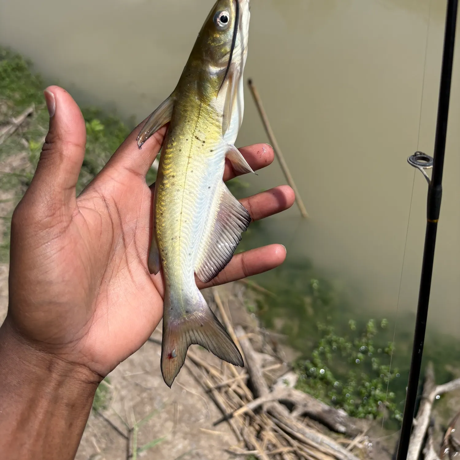 The most recent Channel catfish catches on Fishbrain