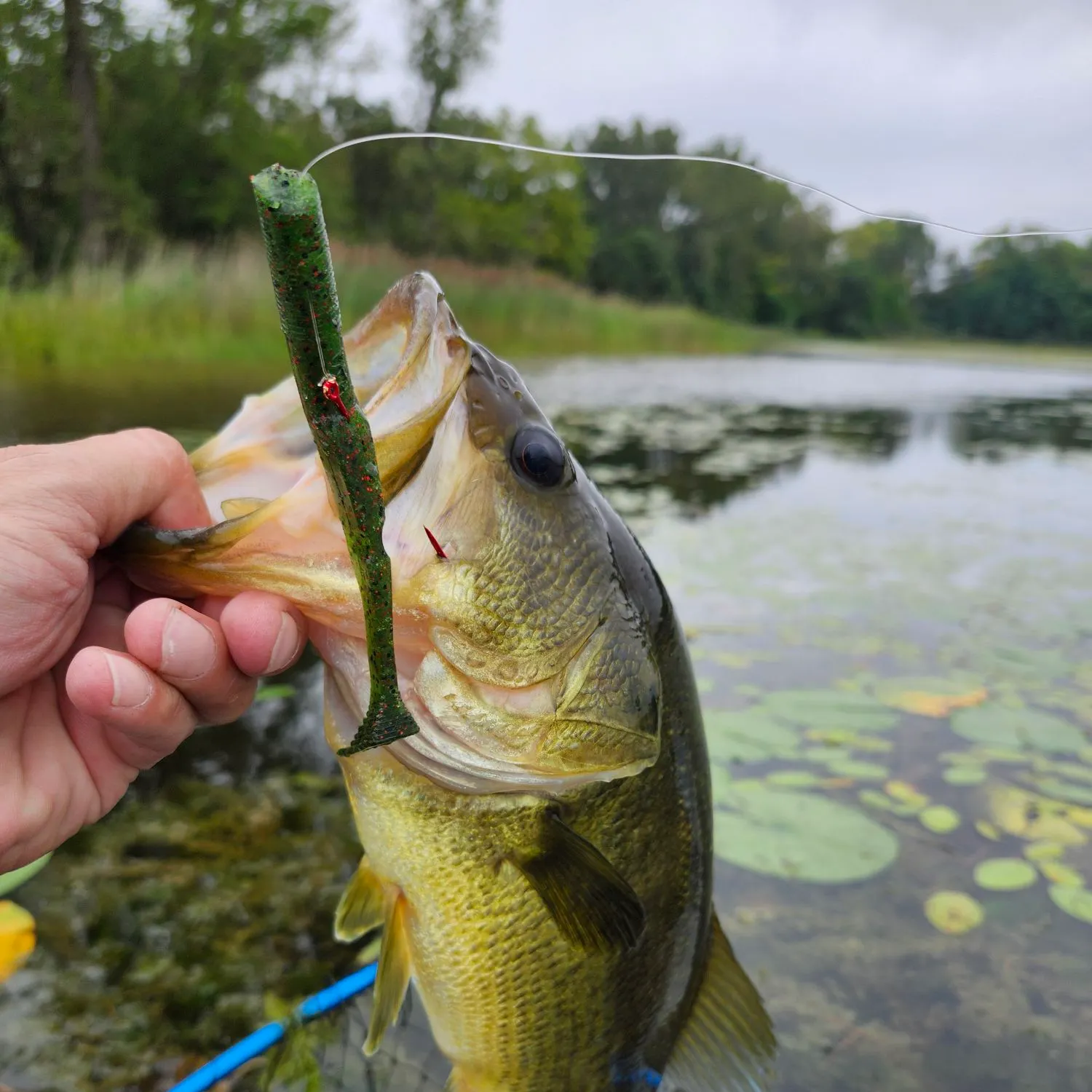 Rock bass caught on Fishbrain