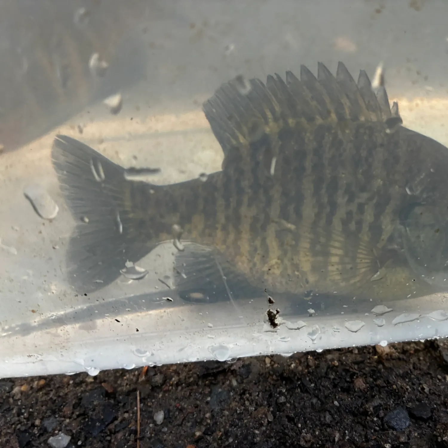 Bluegill caught on Fishbrain