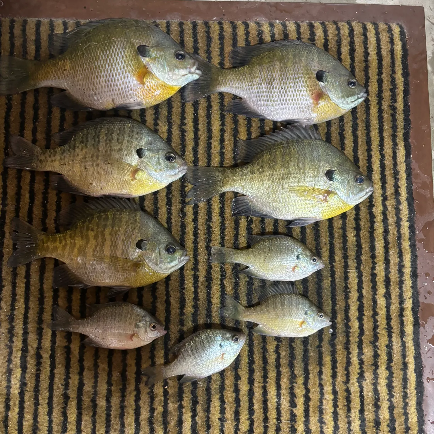 recently logged catches