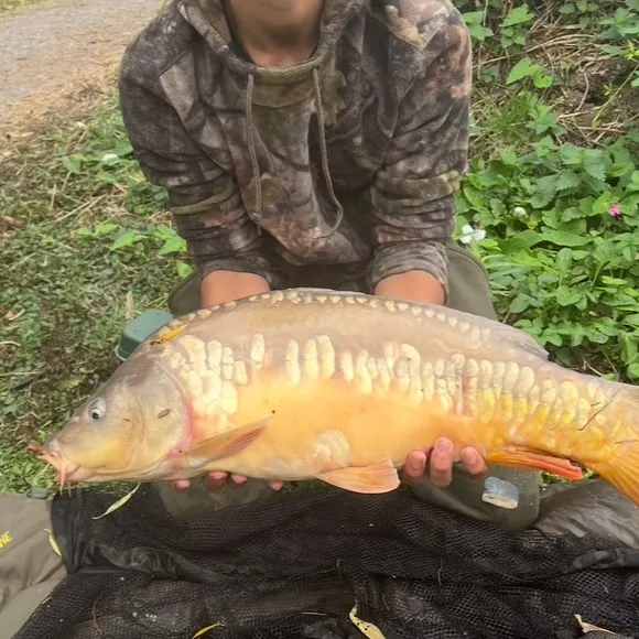 The most recent Mirror carp catches on Fishbrain