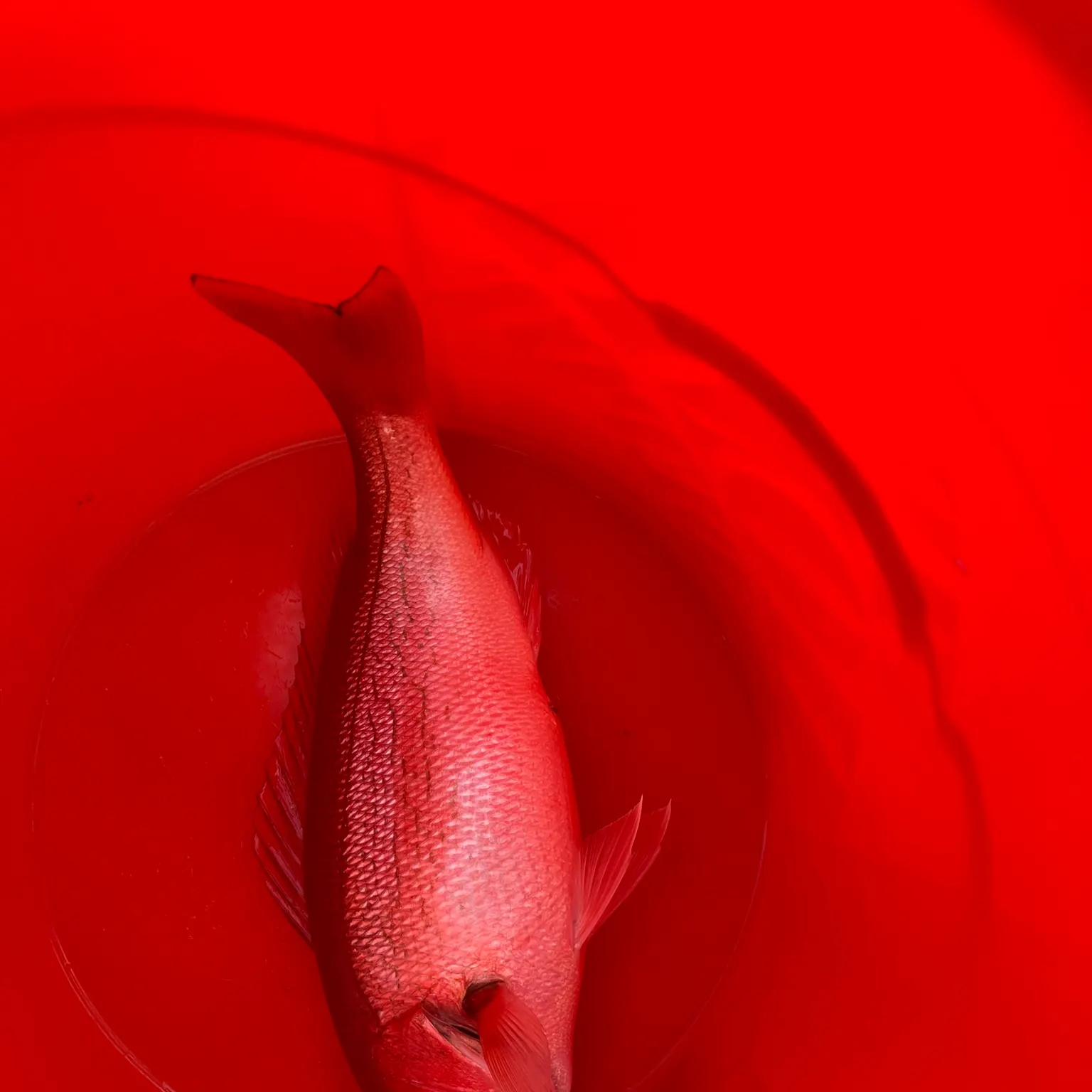 The most recent Vermilion snapper catches on Fishbrain