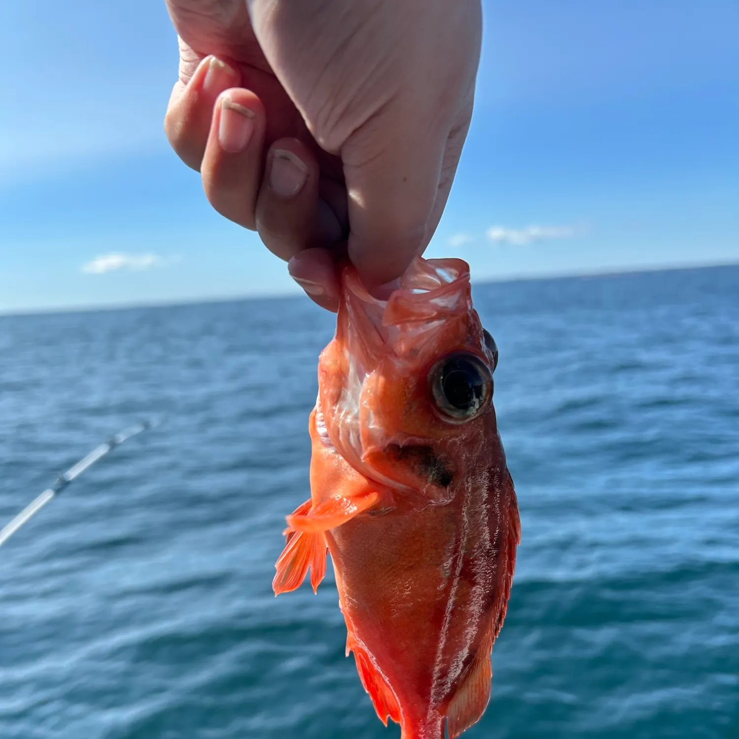 The most recent Acadian Redfish catches on Fishbrain