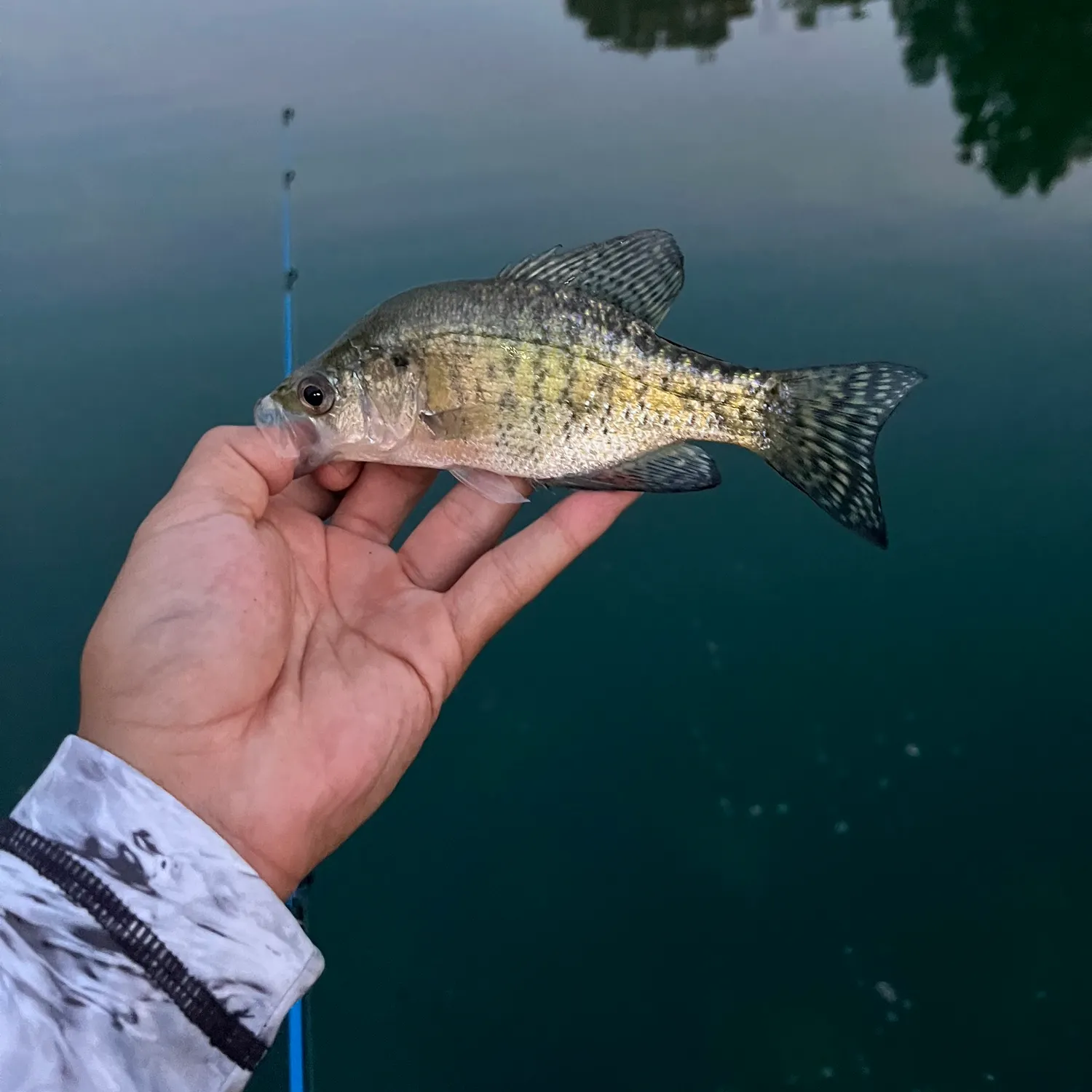 White crappie caught on Fishbrain