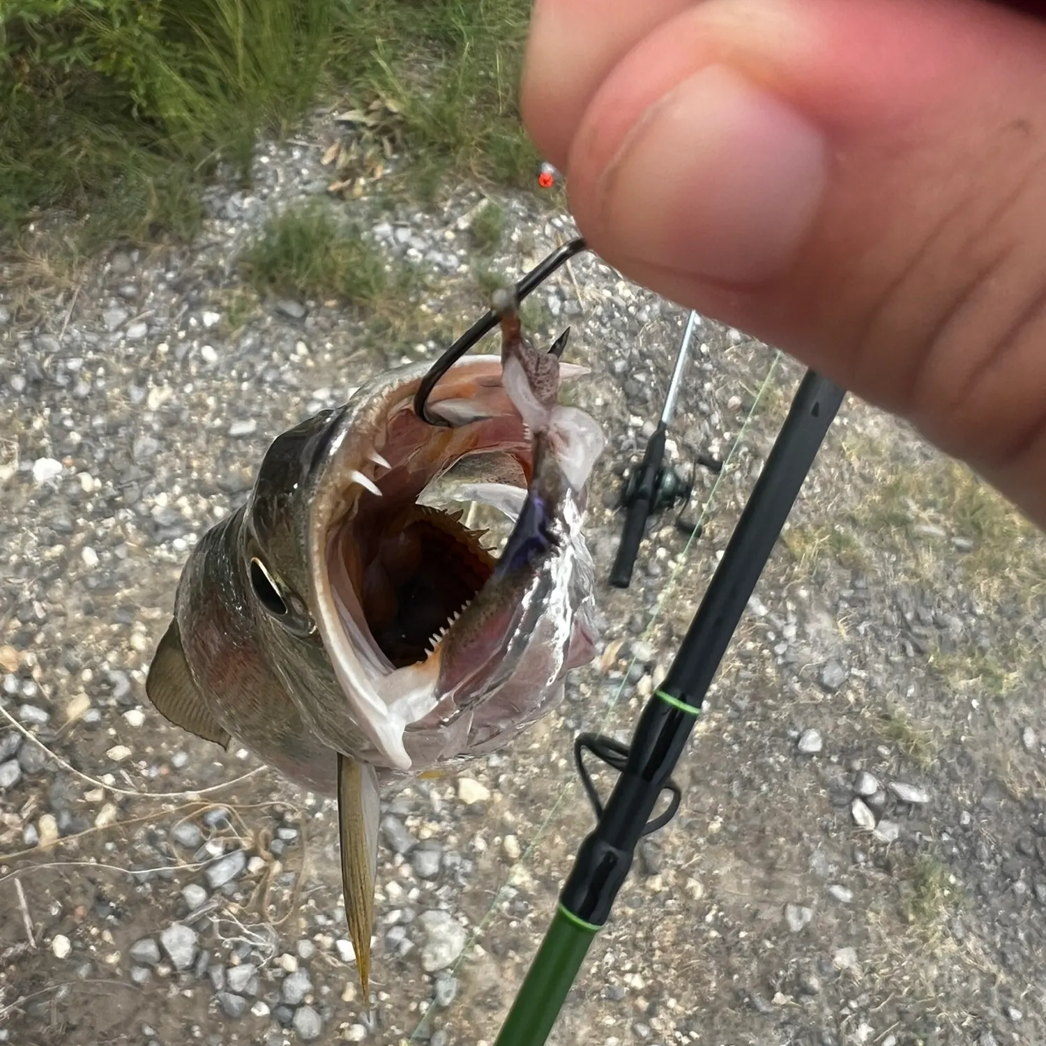 Fish caught on Fishbrain