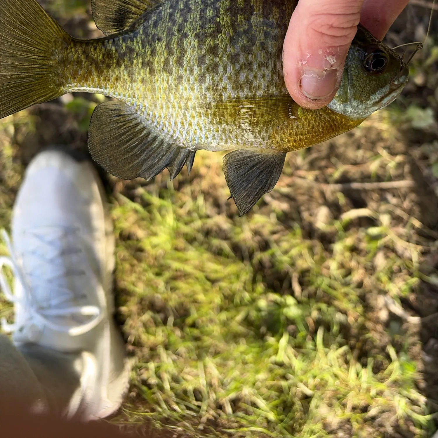 Bluegill caught on Fishbrain